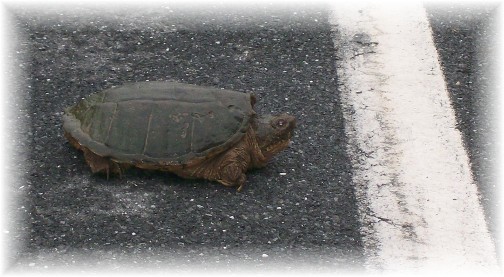 Donegal Road snapping turtle 6/5/11