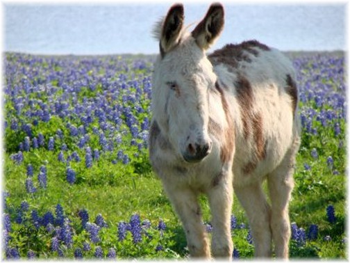 Donkey in field of blue bells