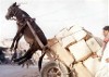 Donkey cart photo