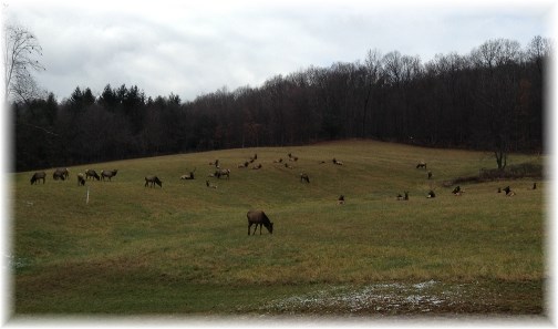 Elk on Tom Neizmik's farm