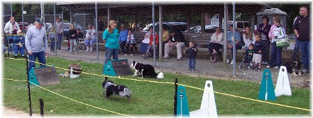 Dog races at Falmouth PA