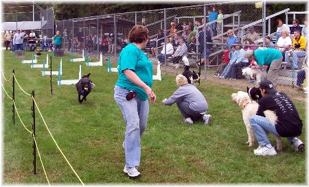 Dog races at Falmouth PA