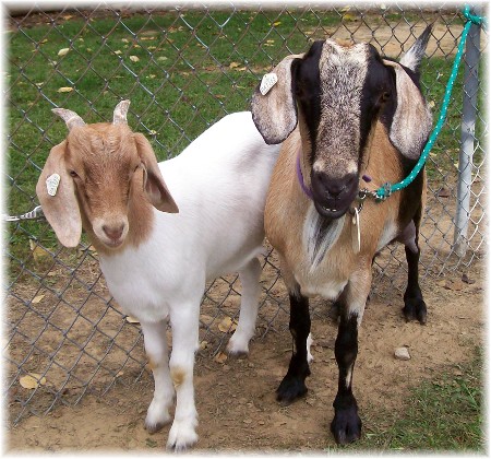 Falmouth goat race