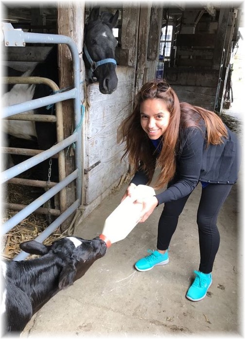 Feeding calf at Old Windmill Farm