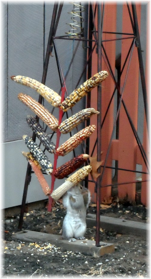 Squirrel feeding on corn 2/22/13