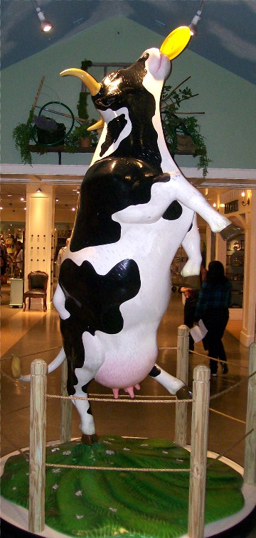 Frisbee catching cow at Yankee Candle flagship store, South Deerfield, MA