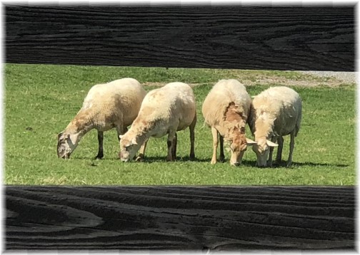 Gibble Road sheep, Lancaster County, PA 4/26/18