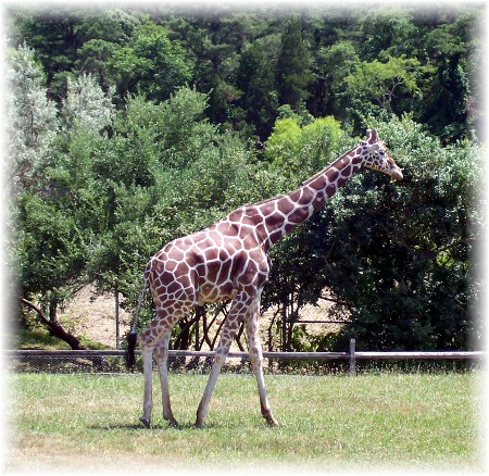 Giraffe at Cape May Zoo 7/14/09