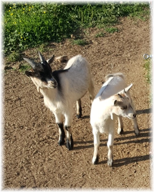 Goats on Old Windmill farm