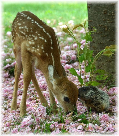 Fawn with groundhog (Photo by Doris High))