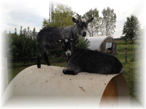 Nelson Heisey goats 9/3/14