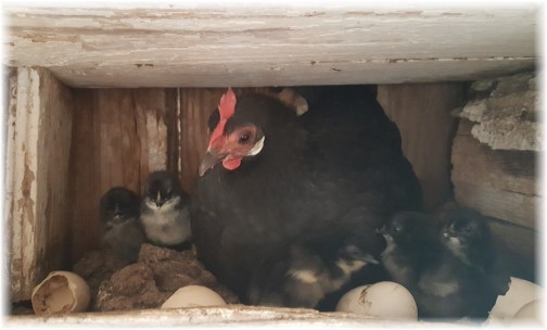 Hen with chicks in Amish barn loft 4/13/17 (Click to enlarge)