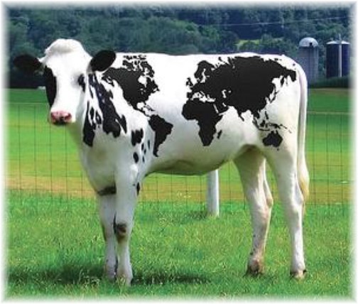 Holstein cow with world map marking (click to enlarge)