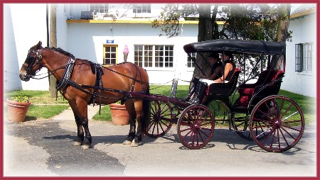Horse and carriage at Lauxmont farms