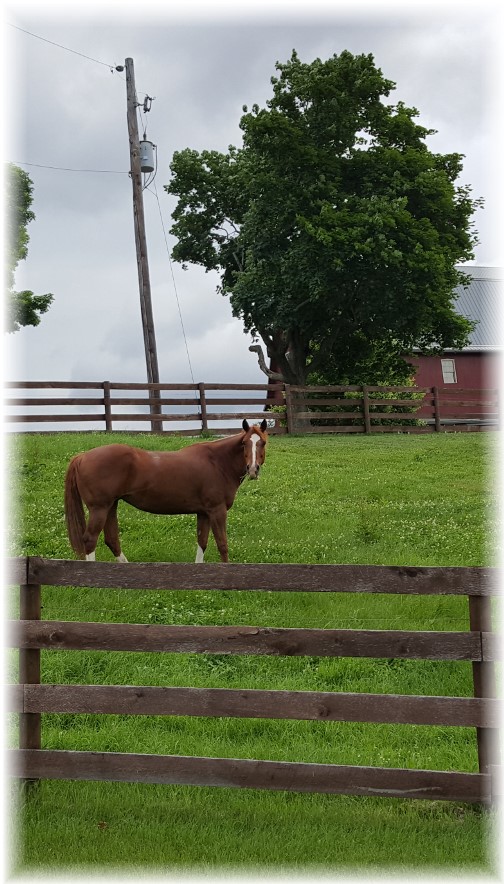 Horse in pasture Lancaster County PA 6/8/16