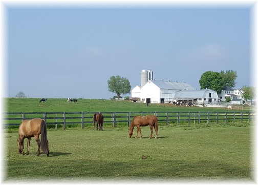 Horses in pasture 5/2/16 (Click to enlarge)