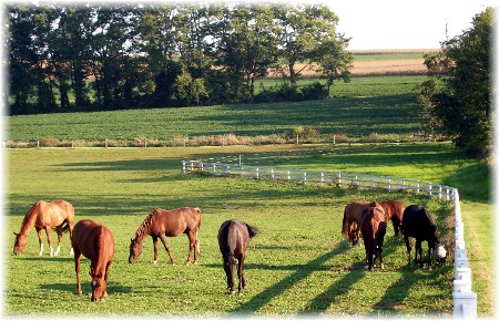 Photo of Horses in pasture
