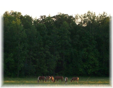 Horses on New York Amish farm