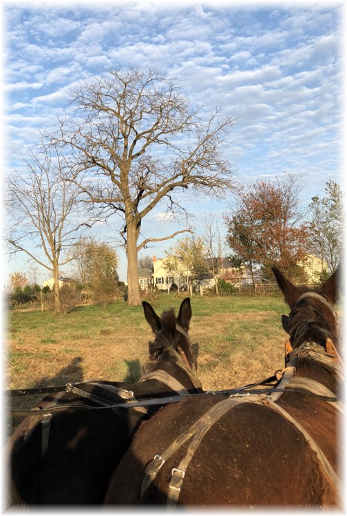 Horses watching eagles on Old Windmill Farm 11/12/17