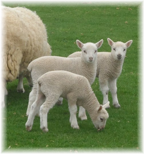 Lancaster County lambs 4/17/13