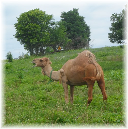 Camel on Amish farm in Lancaster County, PA 7/25/13