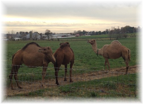 Lancaster County camels 11/5/14