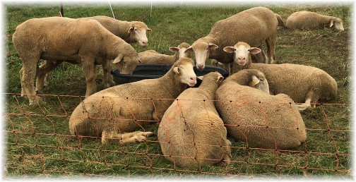 Lancaster County sheep 8/11/16 (Click to enlarge) 8/4/16