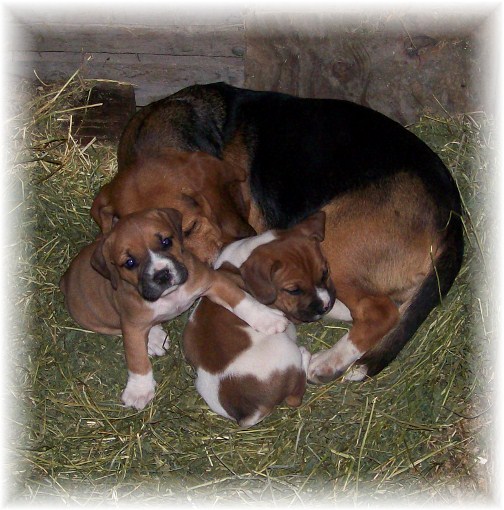 Beabull pups on Amish farm in Lancaster County, PA 10/25/11