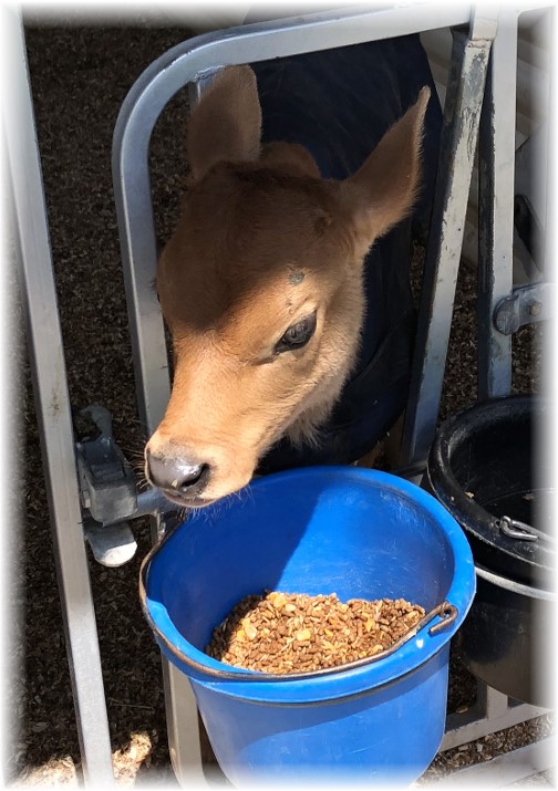 Lapp Valley Farm jersey calf, Lancaster County, PA 4/26/18