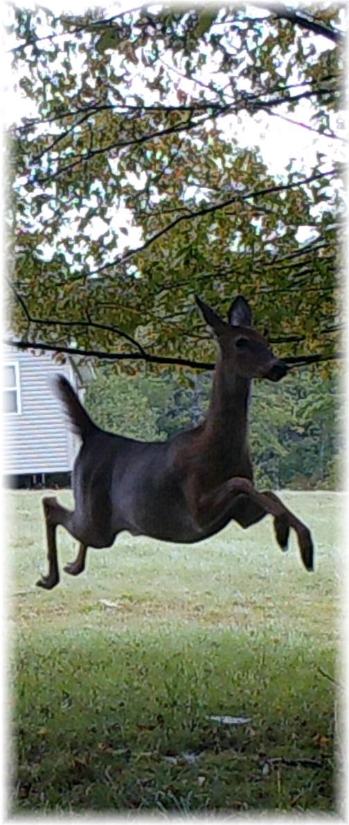 Leaping deer in Potter County 9/1/17 (Phil Huber's trail camera)