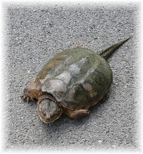 Turtle in Lebanon County 7/11/17