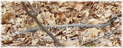 Rattlesnake on Lehigh Gorge rail trail 4/23/16