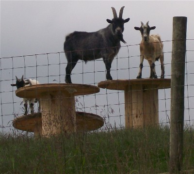 Mountain goats!