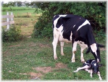 Cow with newborn calf on Amish farm