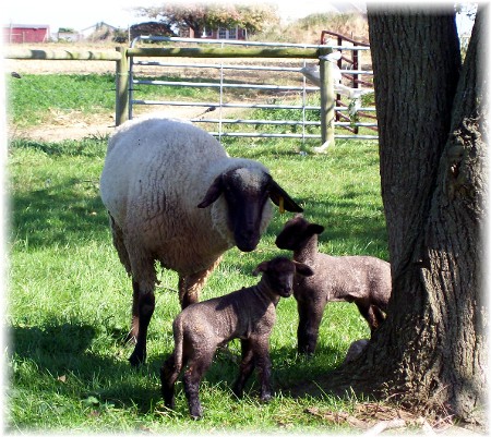 Newborn lambs on Amish farm