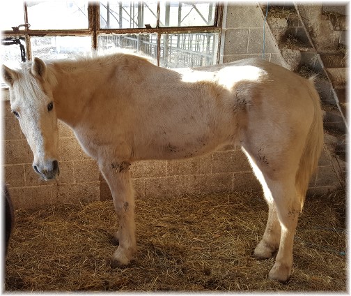 Amish horse 2/28/17