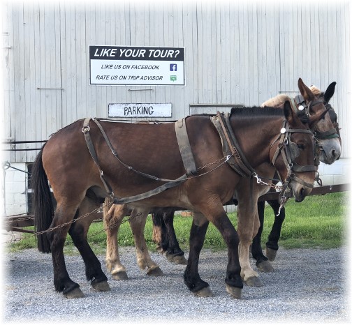 Old Windmill Farm mule team, Lancaster County, PA 6/7/18