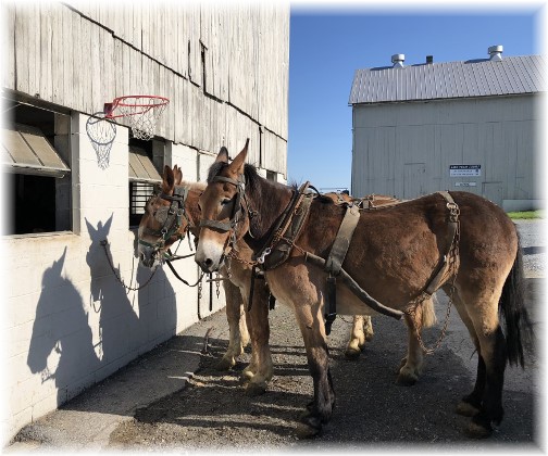 Old Windmill Farm 5/24/18 (Click to enlarge)