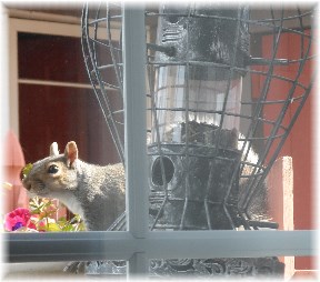 Opportunistic squirrel 4/28/13