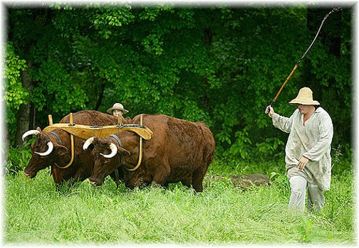 Oxen being spurred on by goad