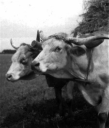 Oxen with yoke