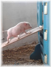 Piggy climbing ramp (photo by Jesse Lapp)