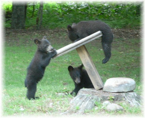 Playing Pennsylvania bear cubs (photo by Mel Kurtz)