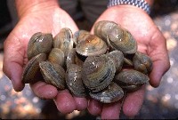Quahog clams