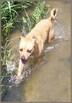 Roxie enjoying Donegal Creek