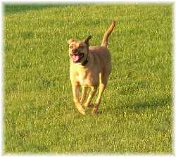 Roxie running