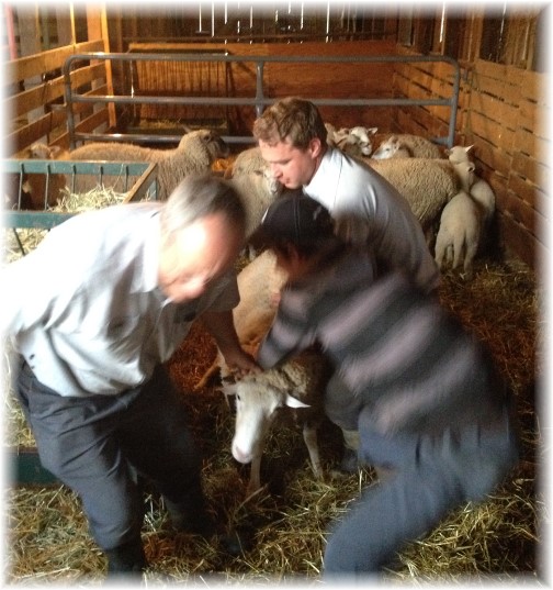 Sheep shearing at Rutt farm 4/21/15