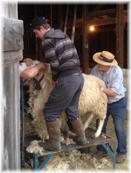 Sheep shearing at Rutt farm 4/21/15
