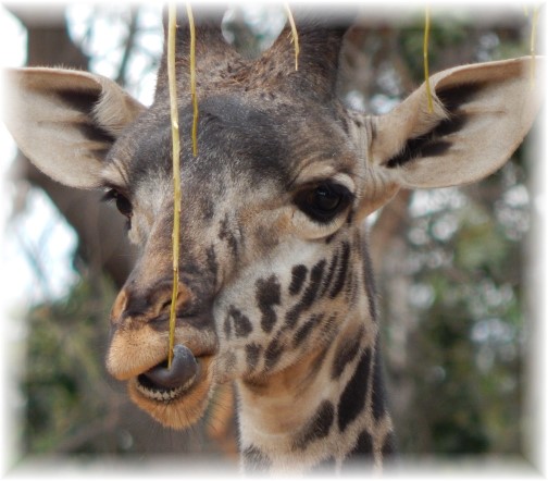 San Diego Zoo Giraffe 10/24/16