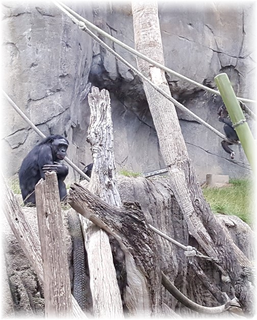 San Diego Zoo Gorillas 10/24/16